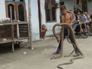 CLIP: Chàng trai liều mạng đùa giỡn với 2 "sát thủ" rắn hổ mang chúa khổng lồ