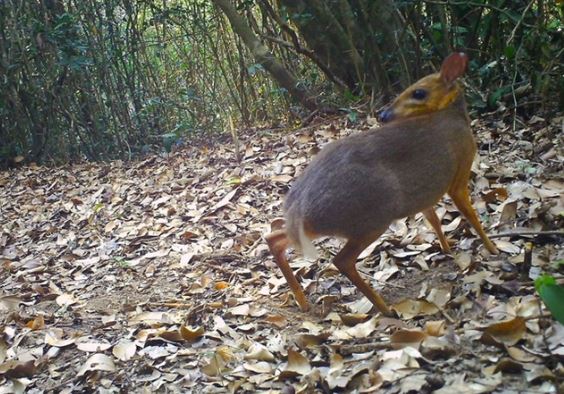 Cận cảnh loài thú quý hiếm tưởng đã tuyệt chủng bỗng tái xuất thần kỳ, duy nhất chỉ Việt Nam mới có