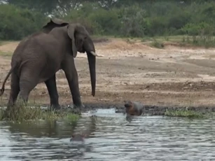 CLIP: Chú hà mã con thoát chết thần kỳ dưới sự truy sát của voi đực "điên cuồng"