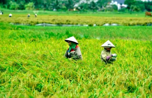 Thủ tướng chỉ đạo đẩy mạnh khôi phục sản xuất nông nghiệp sau bão số 3