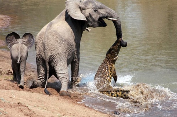 CLIP: Top 5 cuộc săn mồi rùng rợn của cá sấu