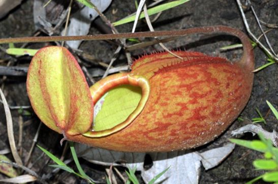 Loài cây ‘ăn thịt’ từng biến mất ở Việt Nam 100 năm trước nay tái xuất thần kỳ, có rất ít cá thể ngoài tự nhiên
