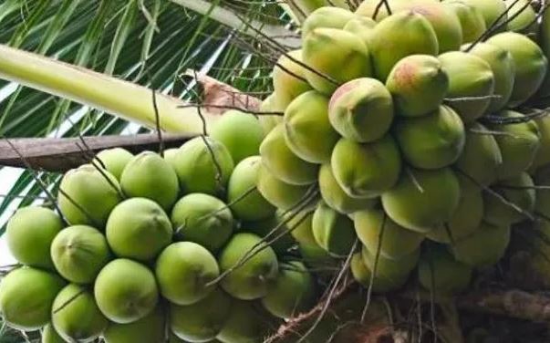 Dừa tươi Việt Nam sang Trung Quốc qua cửa khẩu đường bộ