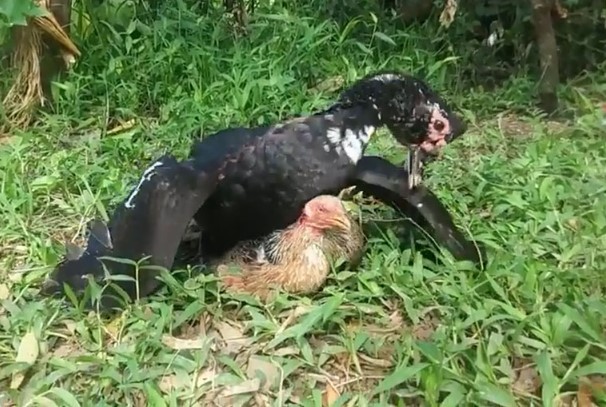 CLIP: Cuộc chiến đẫm máu giữa gà mái và ngan