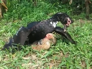 CLIP: Cuộc chiến đẫm máu giữa gà mái và ngan