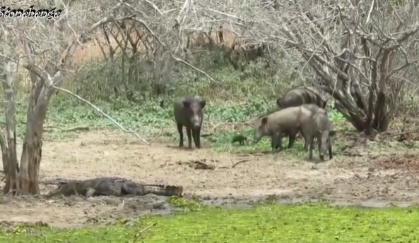 CLIP: Heo rừng quyết tử chiến với cá sấu để bảo vệ con