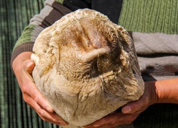 Đào trúng 'tảng đá' mềm như bông, hóa ra là ‘thần dược’ 900 triệu/gram Tần Thủy Hoàng từng săn lùng