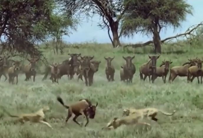 CLIP: Linh dương đầu bò một mình đối đầu với 3 con báo săn và cái kết khiến người xem 'sốc nặng'
