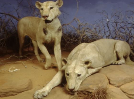 Bí mật động trời về loài sư tử 'ăn thịt người Tsavo' ở thế kỷ 19