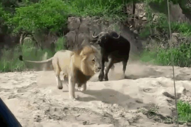 CLIP: Trâu rừng biến mình thành kẻ đi săn sư tử rồi nhận ngay cái kết ít ai ngờ