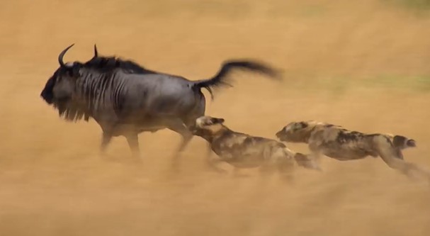 CLIP: Chó hoang truy sát linh dương đầu bò, cái kết đầy bi thảm