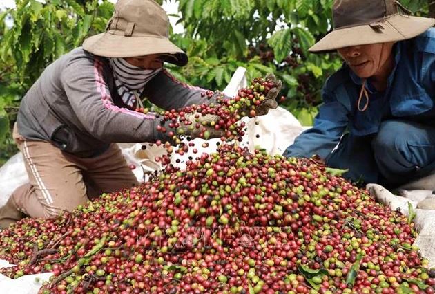 Người trồng cà phê phấn khởi vừa được mùa, được giá