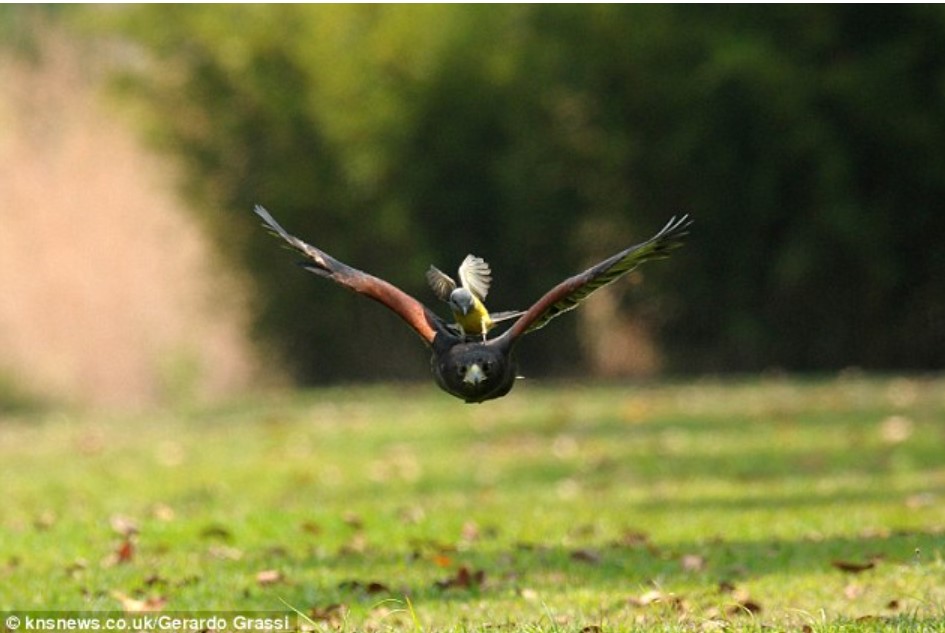 Diều hâu bị chú chim nhỏ chưa tới 1 lạng mổ đầu mà không dám phản kháng