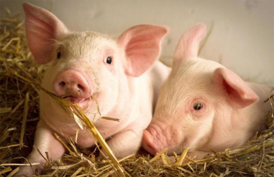 Giá heo hơi ngày 20/10/2024: Tiếp tục xuống ở cả ba miền