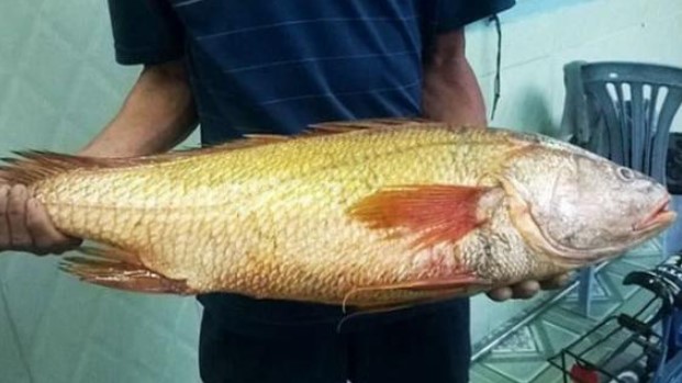 Loài cá được coi là 'báu vật', nằm trong top 5 loài cá đắt nhất thế giới, có con giá hơn 10 tỷ vẫn được đại gia săn đón