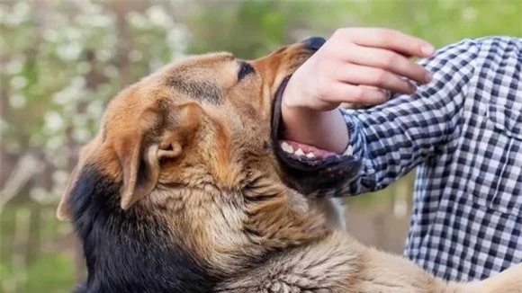 Chó khôn không cắn chủ, mẹo nuôi chó, phong thủy nuôi chó