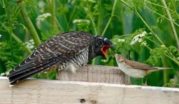 Chim tu hú, động vật, thế giới tự nhiên, sinh tồn