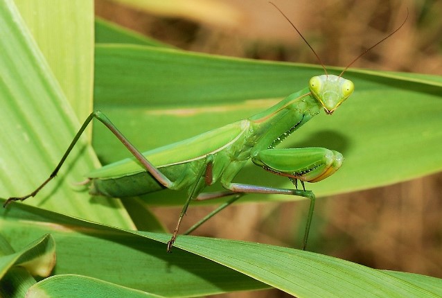 5 loài động vật ăn thịt bạn tình sau khi giao phối xong: Một loài được coi là thông minh nhất đại dương?