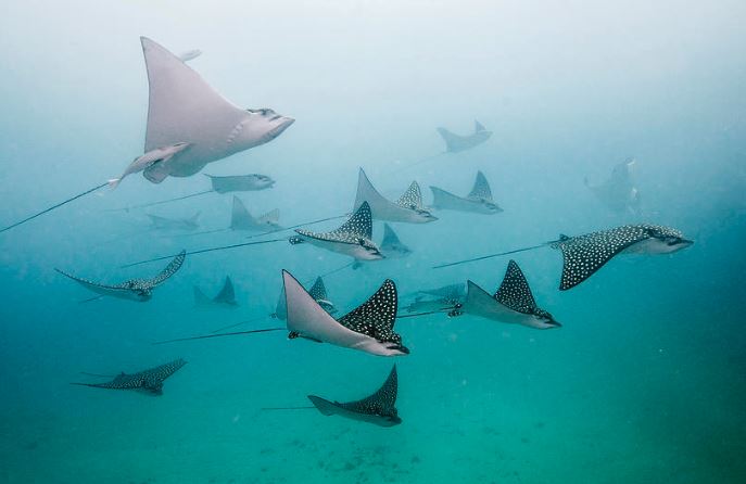 Loại cá đặc hữu ở Tiền Giang: Trên mình mang cả trăm "ngôi sao", đi biển gặp được là hên vô cùng