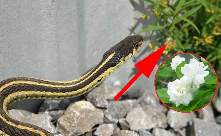 4 loại cây rắn 'mê như điếu đổ', nhổ bỏ ngay nếu nhà bạn đang trồng để cả nhà bình an