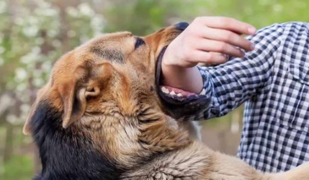 'Chó khôn không cắn chủ', tại sao người xưa lại nói vậy? Chó cắn chủ báo hiệu điềm gì?