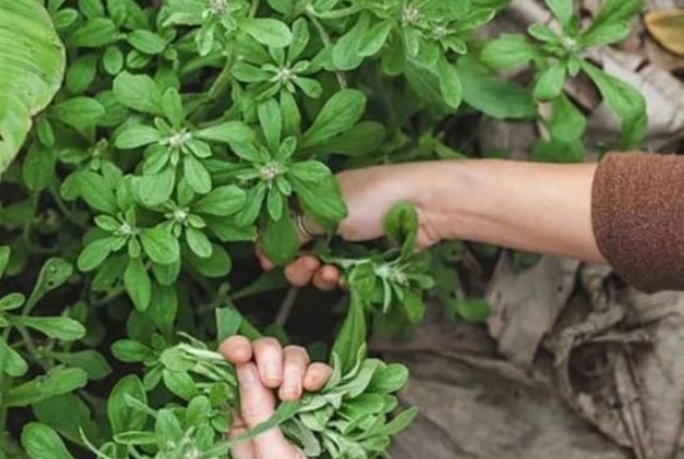 Loại cỏ mọc hoang chỉ mùa xuân mới có, xưa cho gà vịt ăn, nay được săn lùng với giá nửa triệu/kg vẫn tranh nhau mua