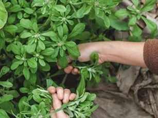 Loại cỏ mọc hoang chỉ mùa xuân mới có, xưa cho gà vịt ăn, nay được săn lùng với giá nửa triệu/kg vẫn tranh nhau mua