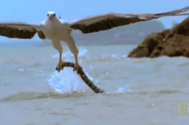 CLIP: Màn săn mồi kịch tính của đại bàng đầu trắng, “sát thủ máu lạnh” của biển cả không kịp trở tay