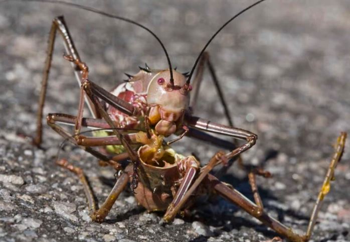 Sinh vật bọc thép ở châu Phi: Phun máu để tấn công kẻ thù nhưng lại thành mồi ngon cho đồng loại