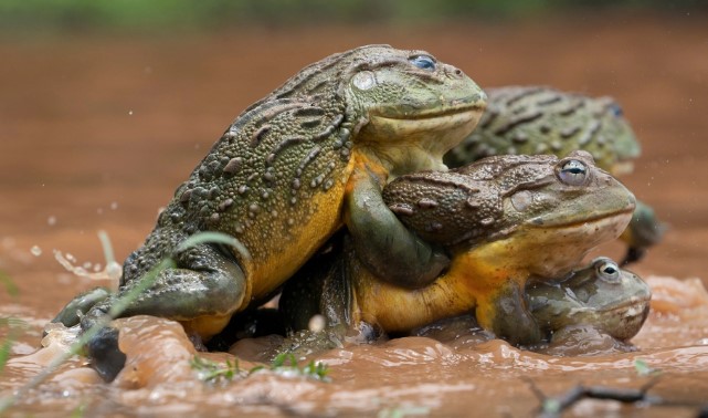 Loài ếch cái giả chết, bắt chước tiếng ếch đực vì bị ép giao phối, còn biết chọn bạn tình rồi mới ân ái