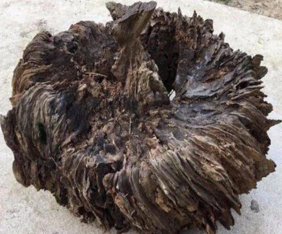 Ông lão đi đốn củi phát hiện khúc gỗ hình thù quái dị, định đem đốt nào ngờ là ‘báu vật’ vô giá