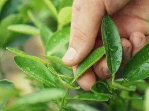 Việt Nam có một loại lá không mất tiền mua 'cứ xin là cho' nhưng ở nước ngoài bán gần 6,4 triệu đồng