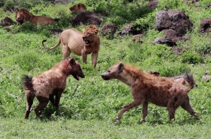 CLIP: Bầy linh cẩu táo tợn, ngang nhiên cướp mồi trước mặt ‘lãnh chúa vùng đồng cỏ’