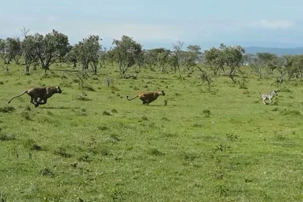 CLIP: Ngựa vằn con bỏ mạng vì giám "đùa giỡn" với sư tử