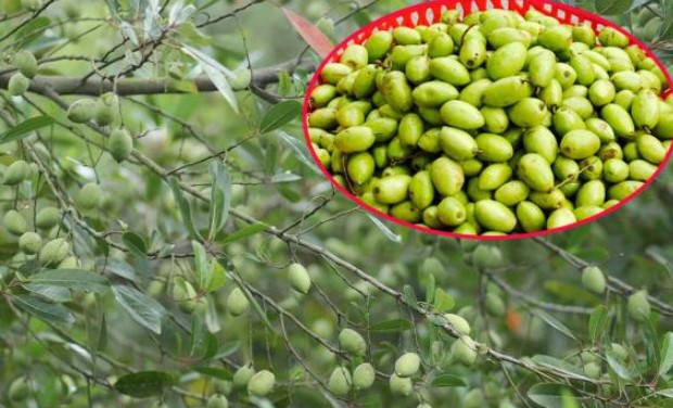 Loại quả xưa mọc dại chẳng ai ngó ngàng nay thành đặc sản giá tới 170.000 đồng/kg, giải độc rượu, chữa ho cực tốt
