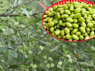 Loại quả xưa mọc dại chẳng ai ngó ngàng nay thành đặc sản giá tới 170.000 đồng/kg, giải độc rượu, chữa ho cực tốt