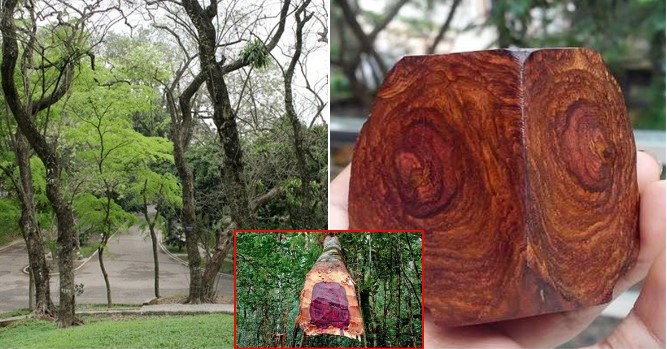 Loại gỗ quý là ‘khối vàng lộ thiên’: Thuộc nhóm 1 trong sách đỏ Việt Nam, bị săn lùng ráo riết