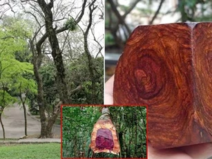 Loại gỗ quý là ‘khối vàng lộ thiên’: Thuộc nhóm 1 trong sách đỏ Việt Nam, bị săn lùng ráo riết