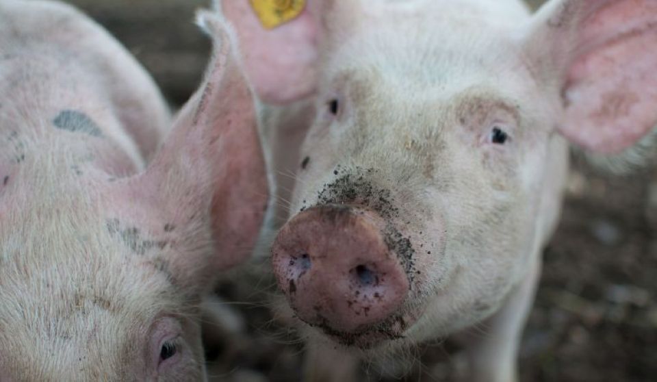 Giá heo hơi ngày 21/10/2024: Giảm giá ở phiên đầu tuần