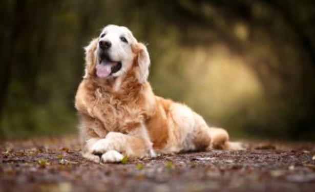 Tử vi ngày 22/10/2024 của 12 con giáp: Tuổi Tuất may mắn, mọi việc đều có kết quả như ý