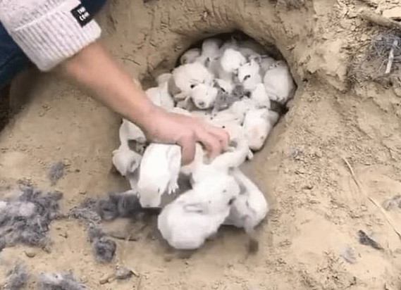 Nhìn thấy một lỗ hổng lớn trên ruộng, người phụ nữ can đảm cho tay vào trong, ai ngờ kéo ra được 'kho báu'