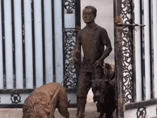 Người đàn ông dắt 3 chú chó đi dạo, khi quay về vợ không nhận ra mà phải thốt lên: 'Tác phẩm nghệ thuật này ở đâu ra?'
