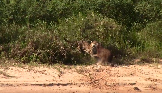 CLIP: Báo đốm vồ gọn chuột lang nước trong tích tắc, con mồi không kịp chạy thoát