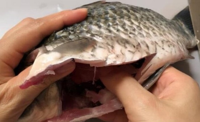 Lớp nhầy ngoài da và màng đen trong bụng cá có nên ăn không? Nếu ăn phải thì làm sao?