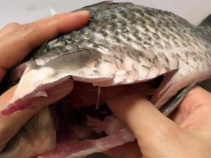 Lớp nhầy ngoài da và màng đen trong bụng cá có nên ăn không? Nếu ăn phải thì làm sao?