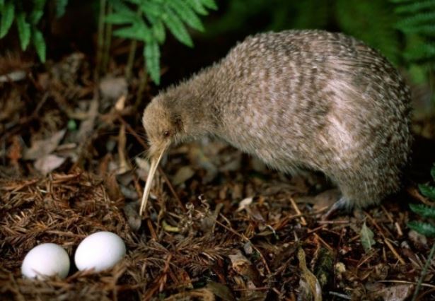 Thông tin về loài chim không biết bay nổi tiếng nhất thế giới, có tuổi thọ lên tới 50 năm nhờ quan hệ 1 vợ 1 chồng?