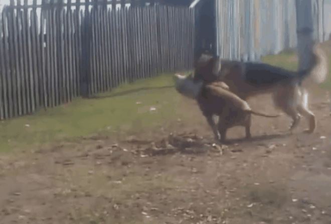 CLIP: Đại chiến với chó Becgie, chó Pitbull nhận cái kết bất ngờ