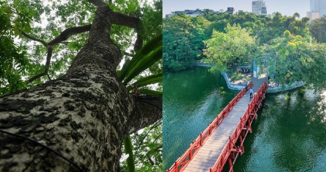 Cây gỗ quý hiếm trồng ở bờ hồ Hoàn Kiếm được ví như 'khối vàng lộ thiên', mỗi cây hơn 20 tỷ đồng