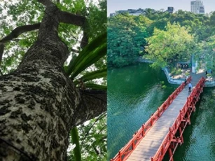 Cây gỗ quý hiếm trồng ở bờ hồ Hoàn Kiếm được ví như 'khối vàng lộ thiên', mỗi cây hơn 20 tỷ đồng