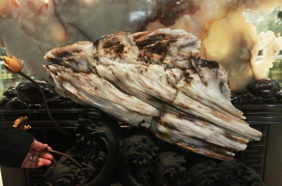 Loại gỗ quý hiếm hàng đầu thế giới: Có cây giá 600 tỷ đồng, được tìm thấy ở 1 số nơi tại Việt Nam